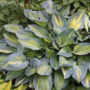 Hosta June Plant 5.25