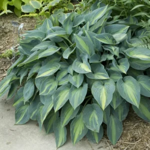 Hosta June Plant 5.25