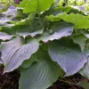 Hosta Komodo Dragon Plant - 5.25" Live Hosta - Green Perennial Shade Plant