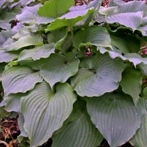 Hosta Komodo Dragon Plant - 5.25