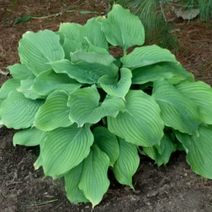 Hosta Komodo Dragon Plant - 5.25