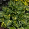 Hosta Lakeside Paisley Print Plant - 5.25" Potted Perennial - Green Shade Loving Hosta