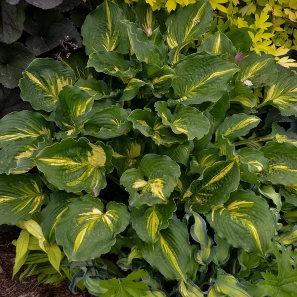 Hosta Lakeside Paisley Print Plant - 5.25" Potted Perennial - Green Shade Loving Hosta