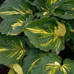 Hosta Lakeside Paisley Print Plant - 5.25