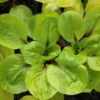 Hosta Lettuce Wrap Plant - Live Plant 5.25" Pot Perennial Red Stems