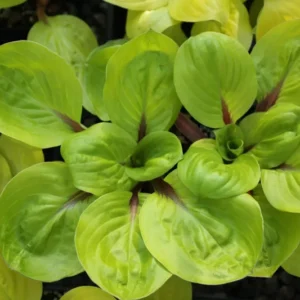 Hosta Lettuce Wrap Plant - Live Plant 5.25" Pot Perennial Red Stems