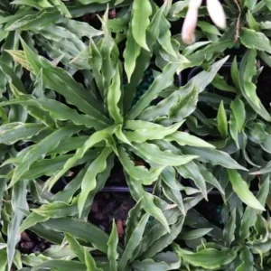 Hosta Little Squirt Plant Live Outdoor 5.25" Pot Perennial Green