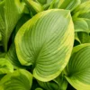 Hosta Lone Star Plant - Live Outdoor Shade Plant - 5.25" Pot - Perennial Hosta