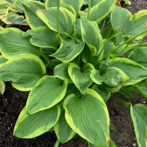 Hosta Lone Star Plant - Live Outdoor Shade Plant - 5.25