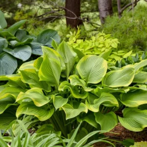 Hosta Lone Star Plant - Live Outdoor Shade Plant - 5.25