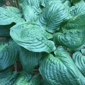 Hosta Lord Puckersheen Plant 5.25