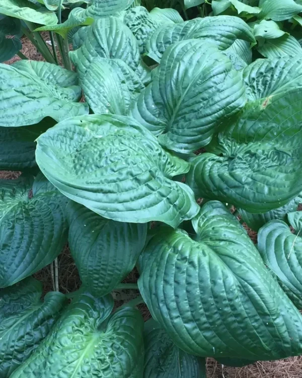 Hosta Lord Puckersheen Plant 5.25" Potted Live Perennial Shade Plant