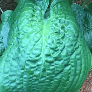 Hosta Lord Puckersheen Plant 5.25