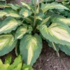 Hosta Love Story Plant - Live Hosta Perennial 5.25" Potted Outdoor Plant