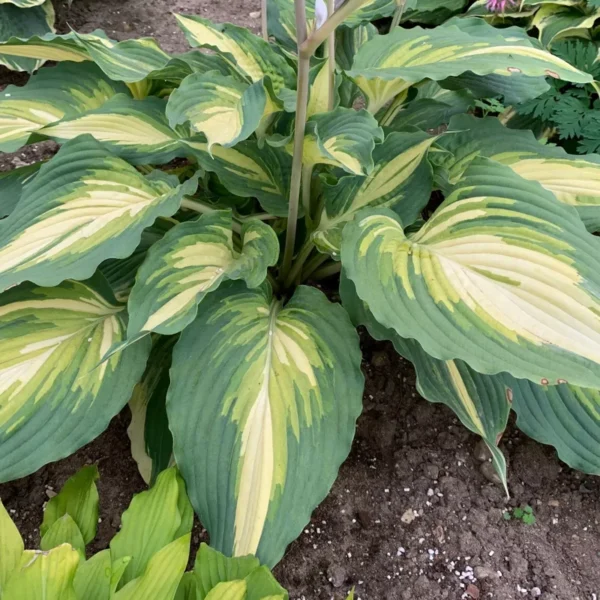 Hosta Love Story Plant - Live Hosta Perennial 5.25" Potted Outdoor Plant