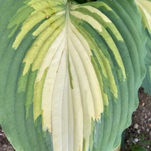 Hosta Love Story Plant - Live Hosta Perennial 5.25