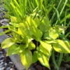 Hosta Luna Tick Plant - 5.25" Potted Live Hosta - Perennial Shade Plant