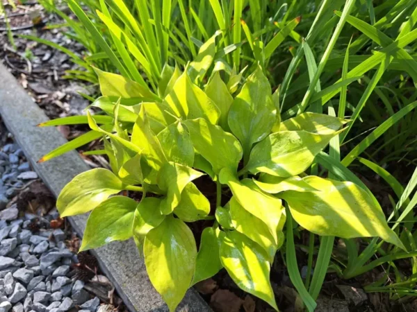Hosta Luna Tick Plant - 5.25" Potted Live Hosta - Perennial Shade Plant