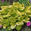 Hosta Maui Buttercups Plant Live Plant 5.25" Pot Gold Perennial
