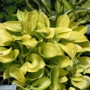 Hosta Maui Buttercups Plant Live Plant 5.25