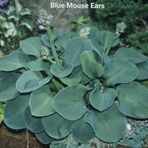Hosta Mini Blue Mouse Ears Rooted Plug - Small Plantain Lily - Blue-Green Foliage - Perennial Tropical