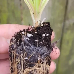 Hosta Mini Blue Mouse Ears Rooted Plug - Small Plantain Lily - Blue-Green Foliage - Perennial Tropical