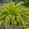 Hosta Mini Curly Fries Rooted Plug Plantain Lily Yellow Perennial