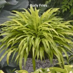 Hosta Mini Curly Fries Rooted Plug Plantain Lily Yellow Perennial