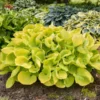 Hosta Mini Maui Buttercups Rooted Plug - Plantain Lily - Yellow and Purple - Perennial