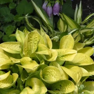 Hosta Mini Maui Buttercups Rooted Plug - Plantain Lily - Yellow and Purple - Perennial