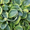 Hosta Mini Mighty Mouse Rooted Plug - Perennial Plantain Lily - Shade Garden