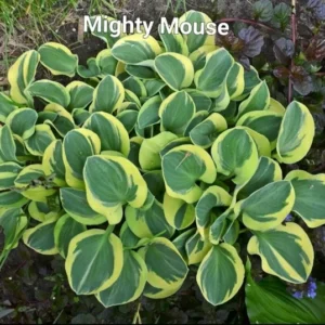 Hosta Mini Mighty Mouse Rooted Plug - Perennial Plantain Lily - Shade Garden