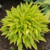 Hosta Mini Munchkin Fire Rooted Plug Plantain Lily Perennial