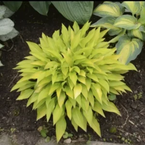Hosta Mini Munchkin Fire Rooted Plug Plantain Lily Perennial