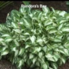 Hosta Mini Pandoras Box Rooted Plug Plantain Lily Perennial