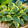 Hosta Mini School Mouse Rooted Plug Plantain Lily Perennial