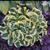 Hosta Mini Skirt Rooted Plug - Plantain Lily Perennial - Blue Green Foliage - 5 inch Height