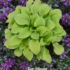 Hosta Mini Sun Mouse Rooted Plug Perennial Plant - Yellow and Purple - 1 Count