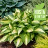 Hosta Miss America Plant - 5.25" Pot Perennial Hosta - Green & White Shade Plant