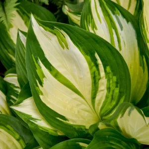 Hosta Miss America Plant - 5.25