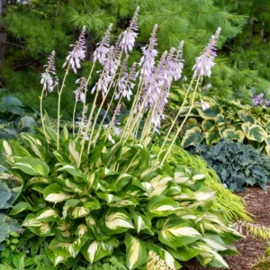 Hosta Miss America Plant - 5.25