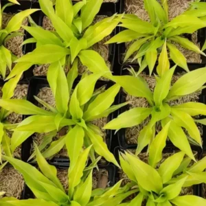 Hosta Munchkin Fire Miniature Perennial Plant 5.25