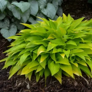 Hosta Munchkin Fire Miniature Perennial Plant 5.25