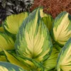 Hosta My Fair Lady Plant 5.25" Pot - Tricolor Perennial Shade Plant