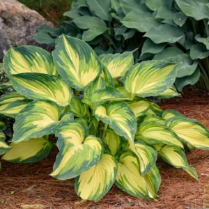 Hosta My Fair Lady Plant 5.25