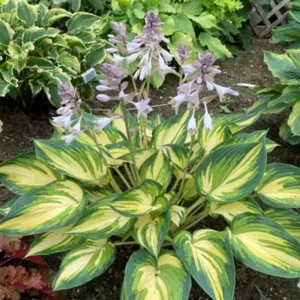 Hosta My Fair Lady Plant 5.25