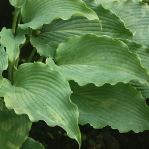Hosta Neptune Plant - Live Hosta - 5.25" Pot - Perennial Shade Plant