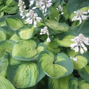 Hosta Paradigm Plant - Live Outdoor Rooted 5.25