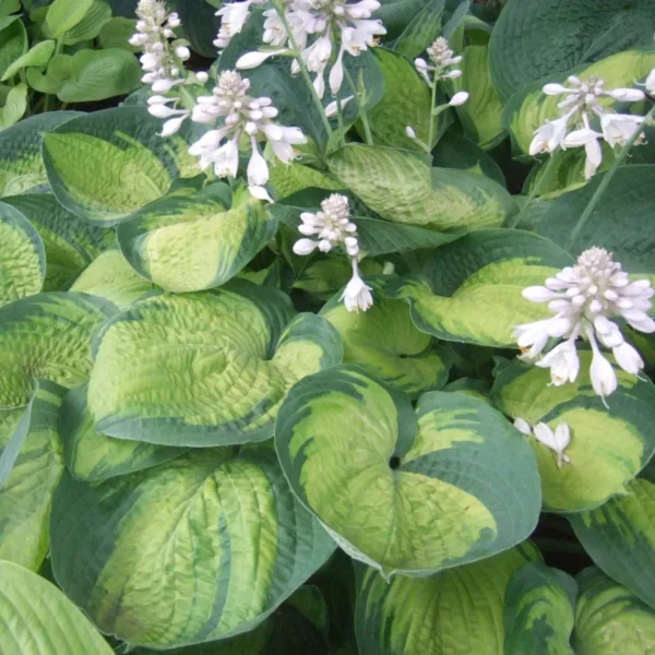 Hosta Paradigm Plant - Live Outdoor Rooted 5.25" Pot - Perennial Shade Variety