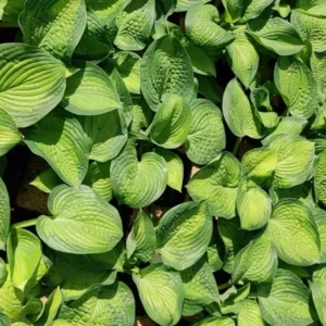 Hosta Paradigm Plant - Live Outdoor Rooted 5.25" Pot - Perennial Shade Variety